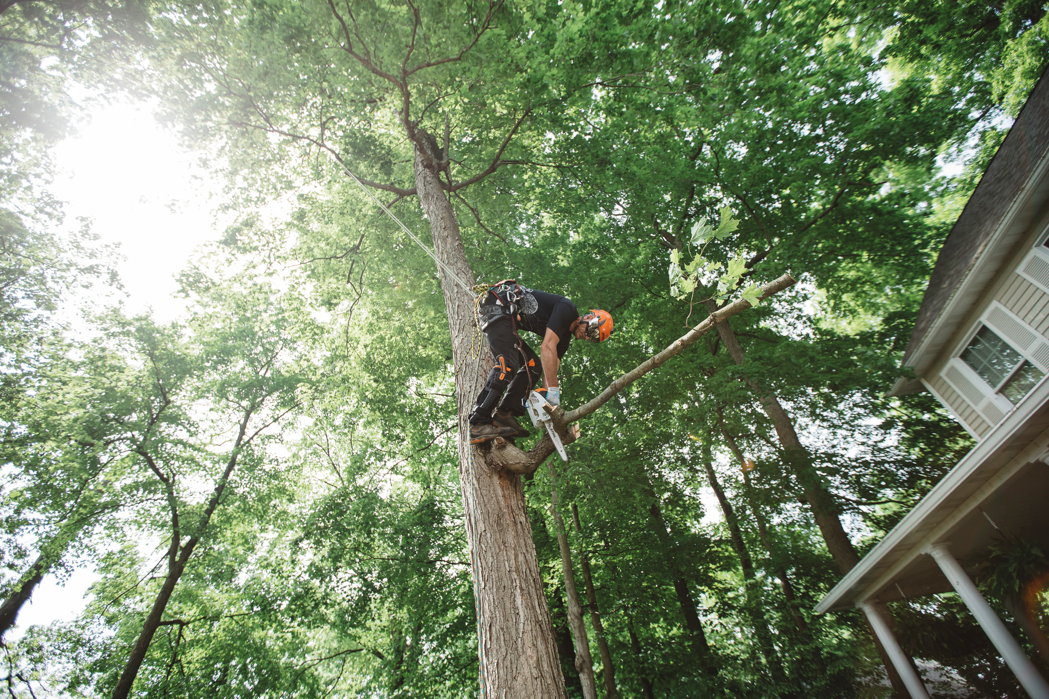 STIHL MS 151 Gasoline Chainsaw