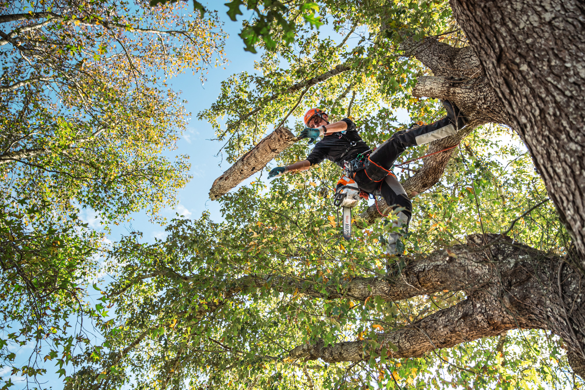 STIHL MSA 220 TC-O Battery Powered Chainsaw